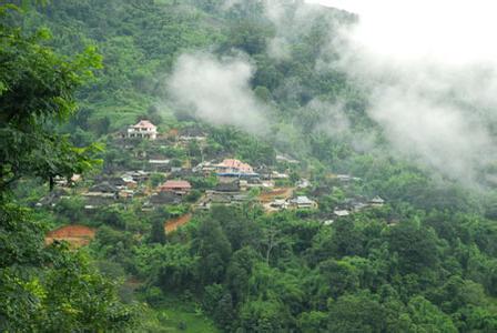 西双版纳南糯山茶叶 西双版纳南糯山