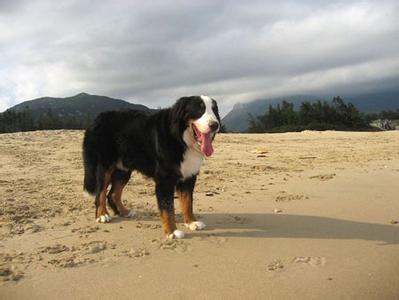 训练狗狗匍匐前进 伯恩山犬的匍匐训练