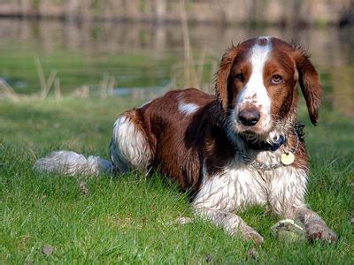 史宾格犬如何训练 英国史宾格犬的随行训练