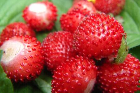 蛇莓可以直接吃吗 蛇莓能吃吗