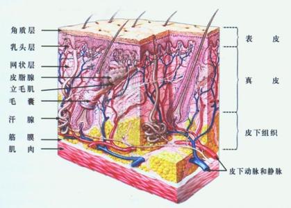 皮肤的基础知识 五个没听过的皮肤基础知识