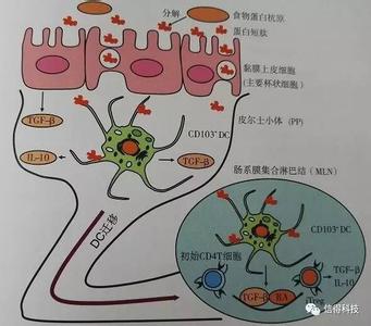 生猪免疫程序 生猪免疫注射之八大禁忌