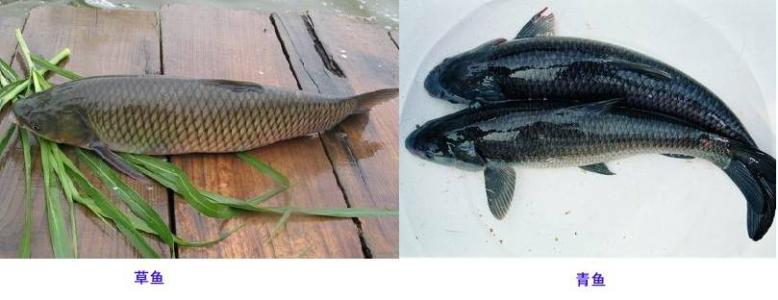 如何钓青鱼和草鱼 冬季如何钓青鱼和草鱼