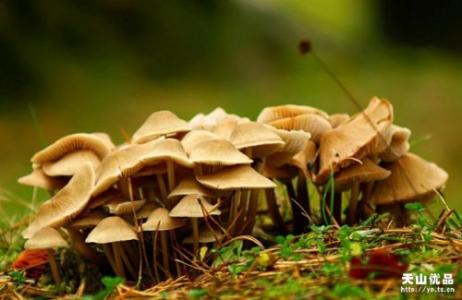 有机生态型无土栽培 蘑菇有机生态型栽培技术