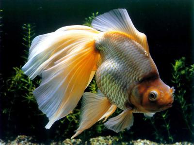 金鱼雌雄分辨图解 怎样辨别金鱼是雌雄的窍门