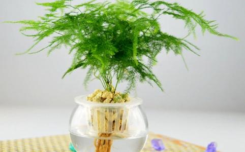 文竹的水培养殖方法 文竹的水培方法