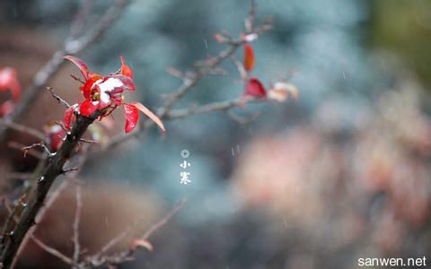 小寒与物候 小寒时节的物候特点