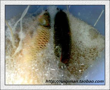 钓草鱼玉米粒怎么泡制 用玉米粒钓草鱼的方法
