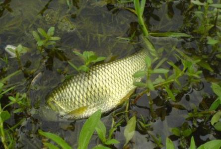 莱芜 青草河钓鱼 怎么用草钓草鱼及用青草钓草鱼的要点