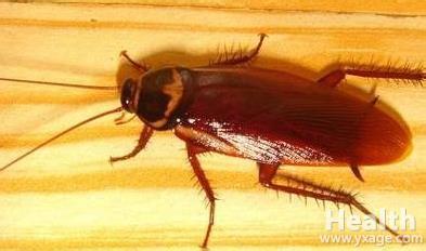 蟑螂的危害与防治 蟑螂的危害与防治方法