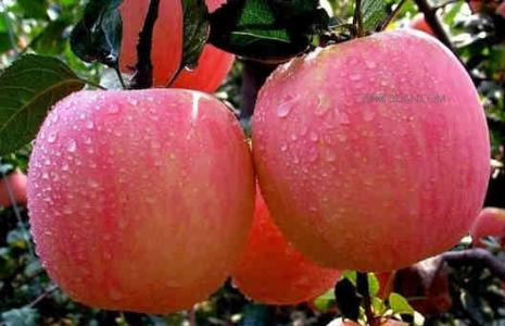 常吃苹果的六大好处：美容养颜降血脂
