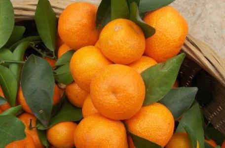 砂糖橘如何用药 如何挑选甜的砂糖橘