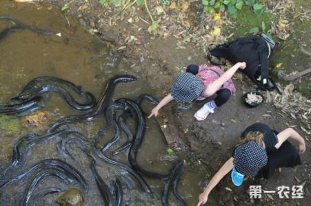 欧洲鳗鱼指环虫 鳗鱼养殖之常见病指环虫病防治技术