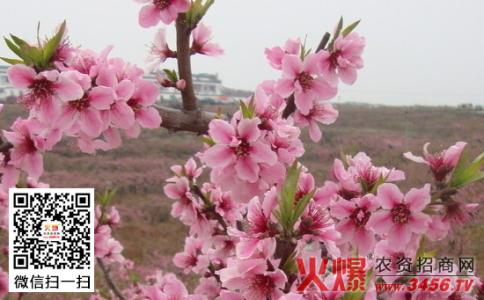 桃树夏季修剪技术 桃树夏季管理技术