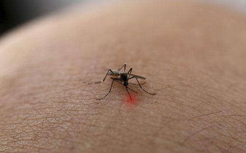 花脚蚊子 为什么毒 秋季蚊子为什么最毒