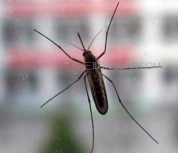 什么灯光吸引蚊子 晚上光会吸引蚊子吗