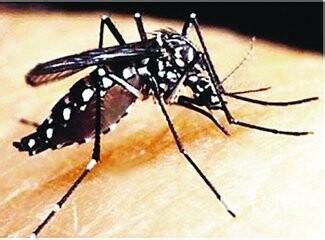老鼠传染的疾病有哪些 蚊子会传染什么疾病