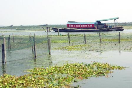 阳澄湖大闸蟹养殖基地 阳澄湖大闸蟹养殖基地介绍