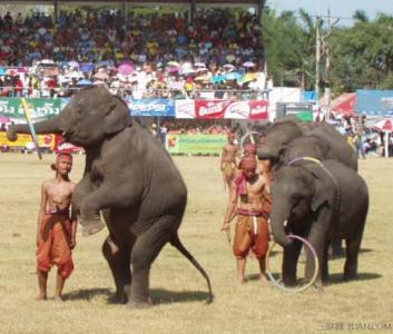 泰国大象节是多少月 泰国大象节是什么时候