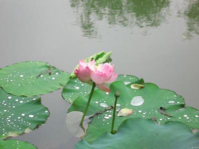 池塘莲花 池塘莲花的做法