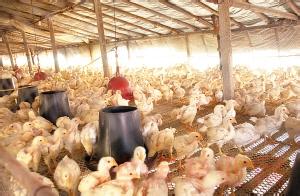 养殖户肉鸡追溯体系 农村养殖户肉鸡安全度夏降温的方法
