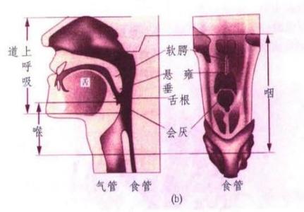 男人打呼噜是什么原因 打呼噜的原因有哪些