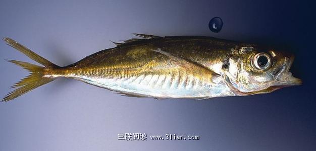 鱼身上的黄金部位是哪 鱼身上最营养的几大部位
