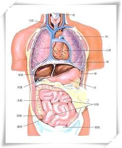 女性胃在哪个位置图 胃在哪个位置(图)