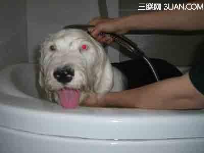 古代牧羊犬 给古代牧羊犬洗澡的方法