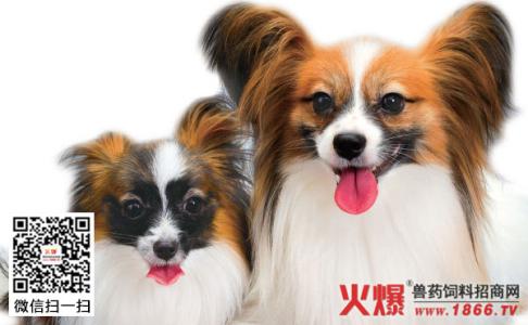 银狐犬智商高吗 蝴蝶犬智商高吗