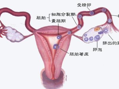 输卵管肿瘤的症状 输卵管肿瘤主要症状