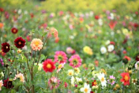 花语大全：小丽花的花语