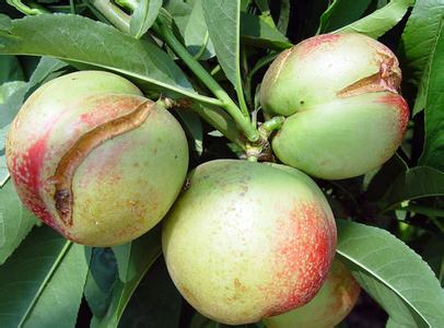 油桃种植技术 防止油桃裂果的田间管理技术