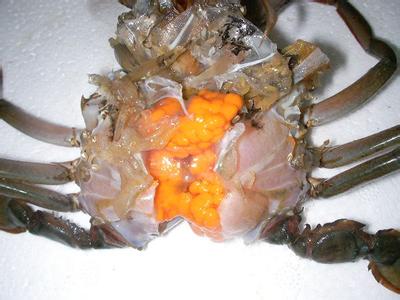 青蟹的营养价值 锯缘青蟹的营养价值