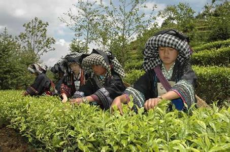 云南普洱茶zhongjihao 云南普洱茶民俗　