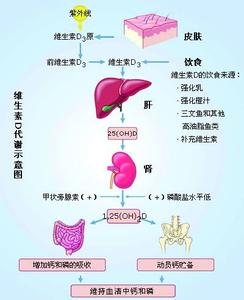 为什么肝脏会痛 为什么腹泻与肝脏有关