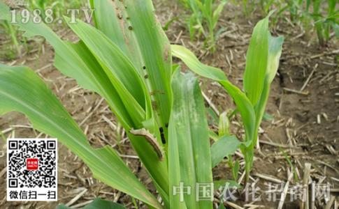 玉米病虫害防治技术 玉米主要虫害种类和防治技术