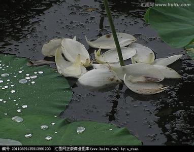 落花若有意流水亦含情 落花有意，流水有情