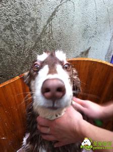 狗狗洗澡打沐浴露时间 狗狗洗澡的目的和时间选择