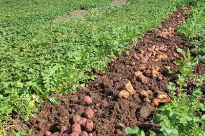 红薯施肥技术 红薯品种与施肥技术