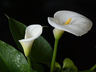 白色马蹄莲的花语 马蹄莲的花语