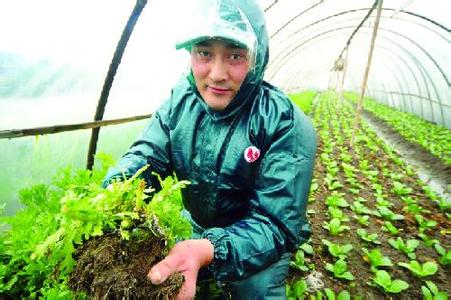 天气对寒冷蔬菜生产的管理