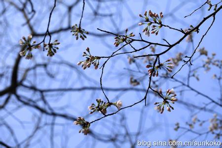 春分节气 春分节气如何养护我们的肝