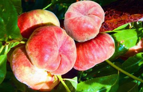 桃子种类大全 桃子的种类