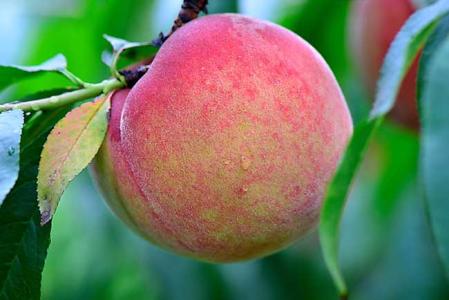 桃子的营养价值及功效 桃子的营养价值