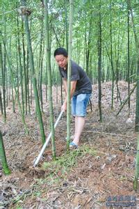 笋用雷竹栽培技术 雷竹的栽培管理技术