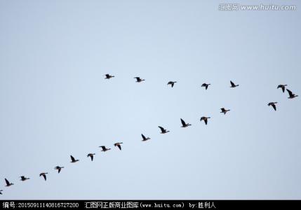 大雁为什么人字形 大雁为什么会排成人字形