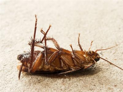 5种方法来消除蟑螂 去除蟑螂的小妙招