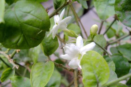 葡萄花期管理 茉莉花花期巧管理