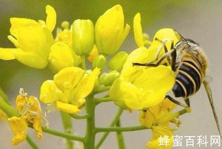 弱群蜜蜂春繁有决巧窍 蜜蜂春繁新方法